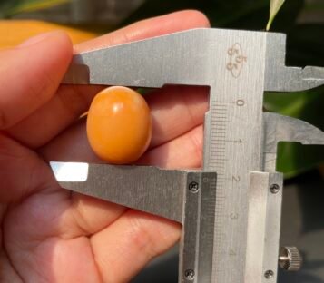 45 Carat Natural Melo Melo Pearl 3