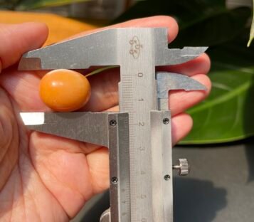 45 Carat Natural Melo Melo Pearl 4