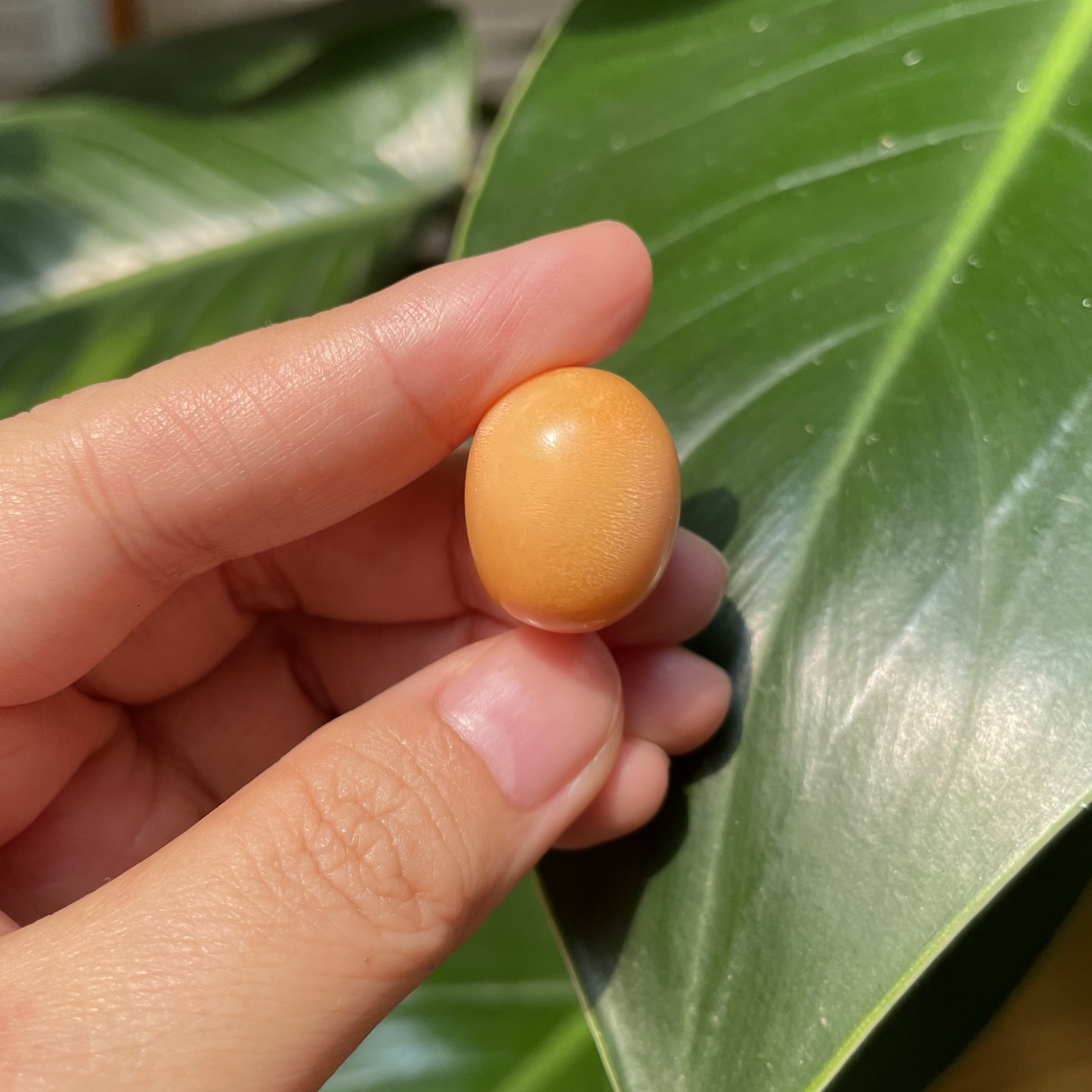 Extremely rare deep orange 45 carat Melo Melo Pearl 9 45 Carat Natural Melo Melo Pearl 5