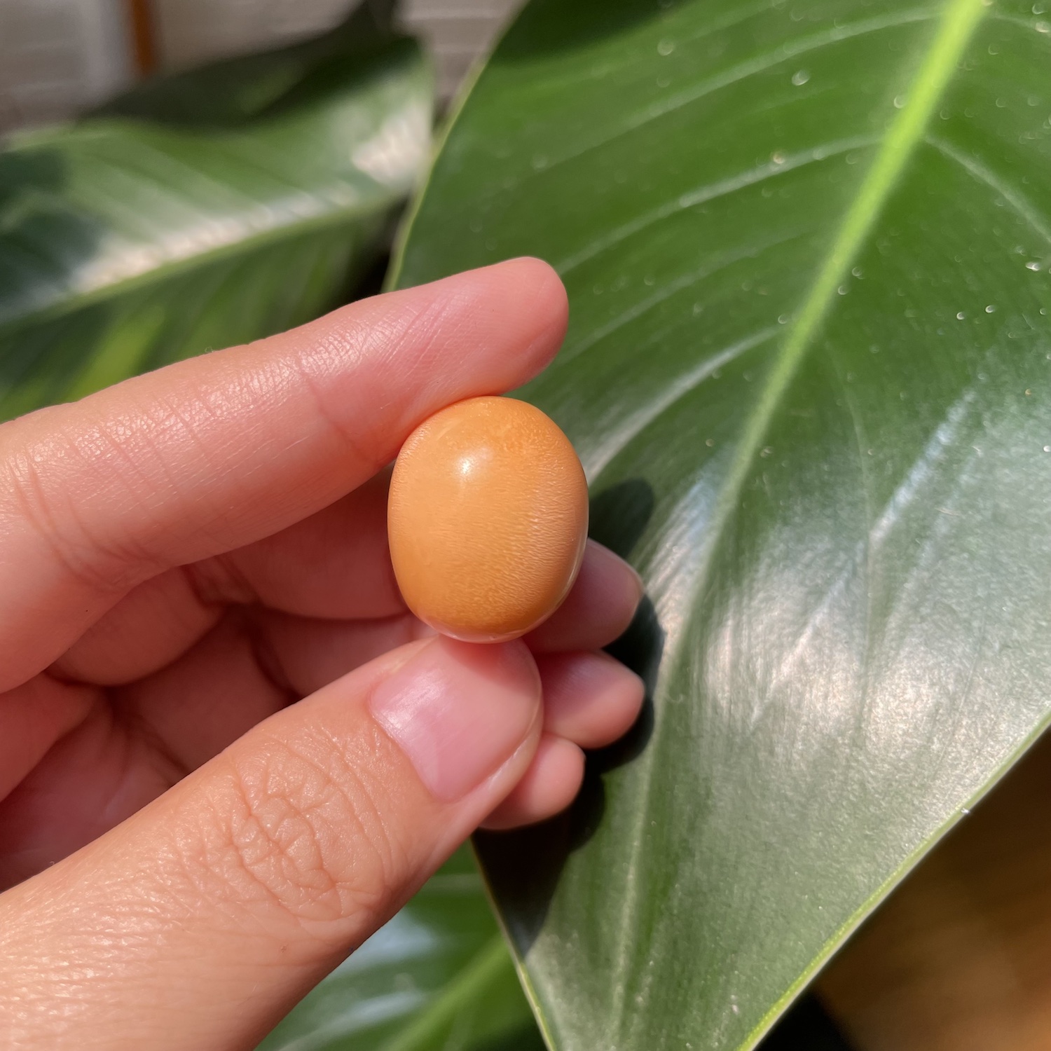 Extremely rare deep orange 45 carat Melo Melo Pearl 5 45 Carat Natural Melo Melo Pearl