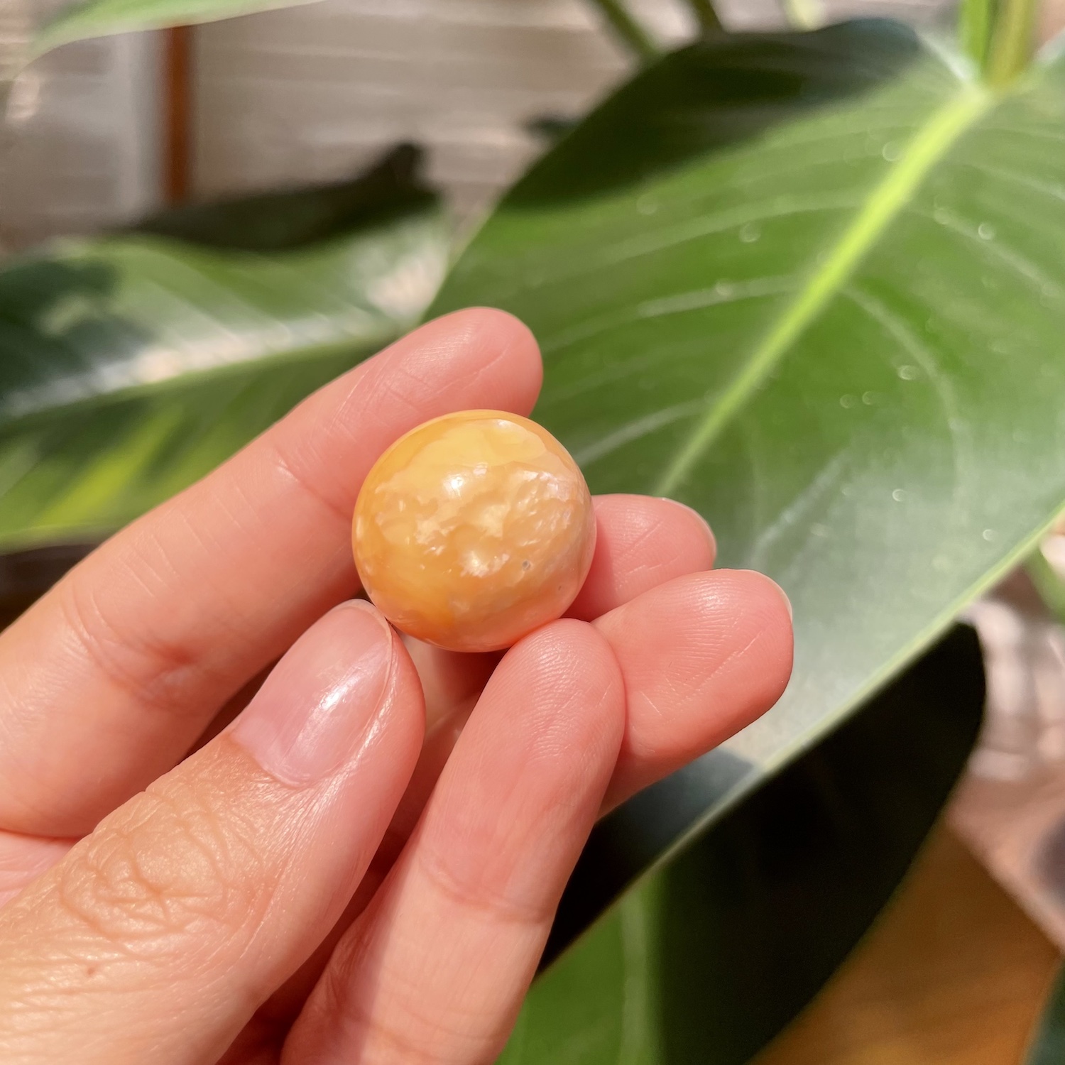 51,30 Carat Natural Melo Melo Pearl