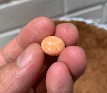 Extremely Rare and Beautiful 12,55 Carat Natural Melo Melo Pearl