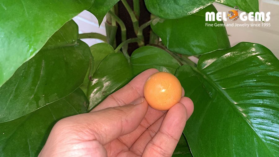 191,78 Carat Natural Melo Melo Pearl 9 ML24 5