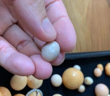 18.5 Carat Natural Light Brown Oval Shape Melo Melo Pearl 5 ML26 2