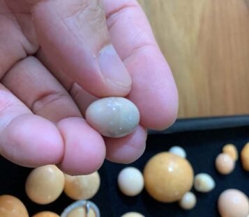 18.5 Carat Natural Light Brown Oval Shape Melo Melo Pearl 4 ML26 3