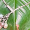 Natural Pearl Necklace With Diamonds 5