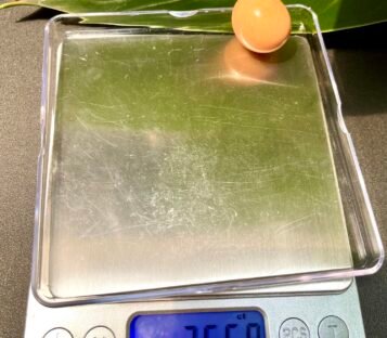 76 carat Melo Melo Pearl 2