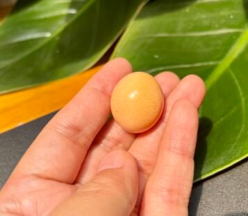 76 carat Melo Melo Pearl