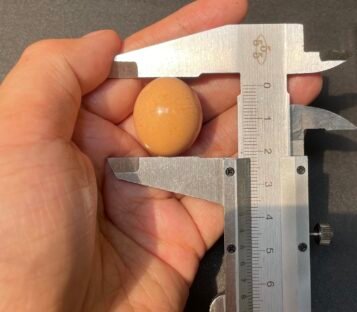 76 carat Melo Melo Pearl 4