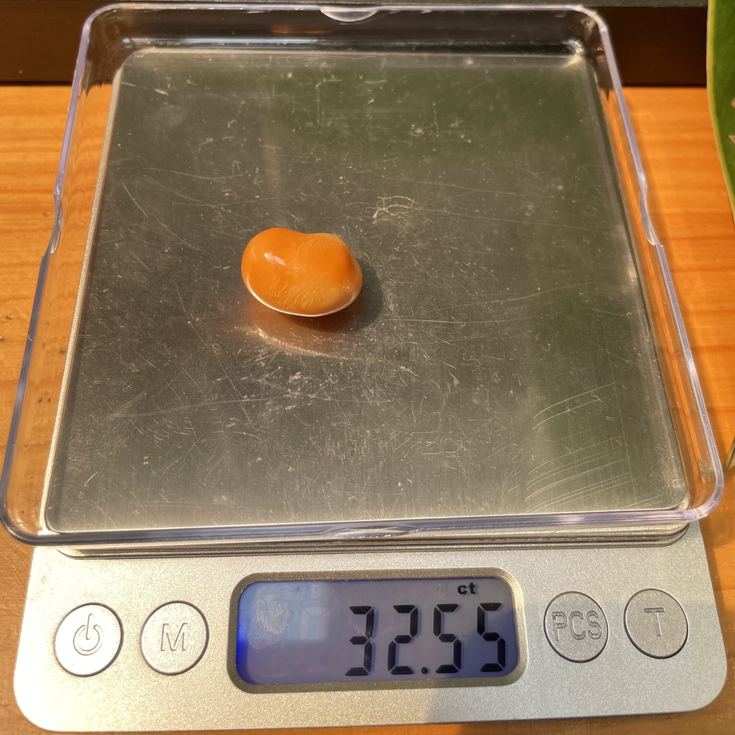 Extraordinary 32.55 Carat Deep Orange Melo Melo Pearl 9 IMG 1928 scaled