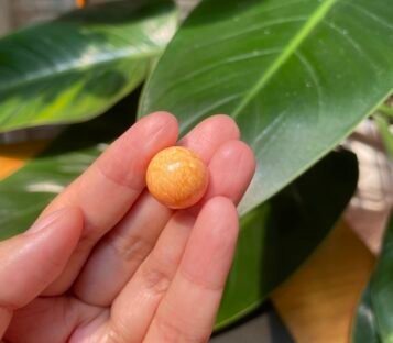 Extremely Rare 30.1 Carat Deep Orange Round Melo Pearl 4 IMG 1937 scaled
