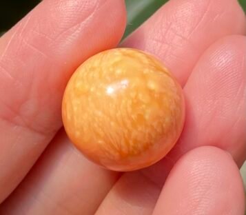 Extremely Rare 30.1 Carat Deep Orange Round Melo Pearl