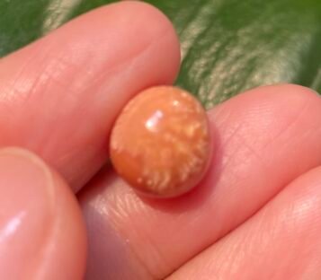 Amazing Beautiful 6.75 Carat Deep Orange Round Melo Pearl