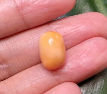 8.00 Carat Deep Orange Bean-Shaped Melo Pearl