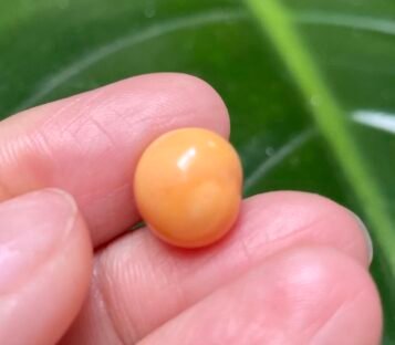 Captivating 7 Carat Natural Melo Melo Pearl