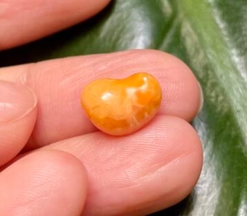 Extremely rare deep orange heart shape 4.00 carat Melo Melo Pearl