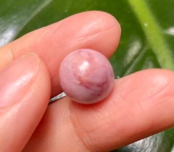 15 carat Natural Purple Conch Pearl