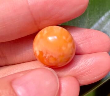 20.00 Carat Very Deep Orange Round Natural Melo Pearl