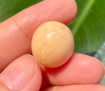 23.65 Carat Light Orange Natural Melo Pearl