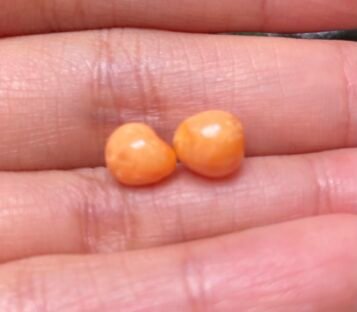 5.00 carat couple of natural Melo Melo Pearl