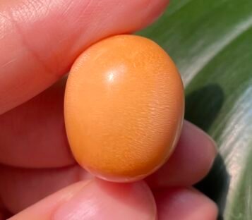 Extremely rare deep orange 45 carat Melo Melo Pearl