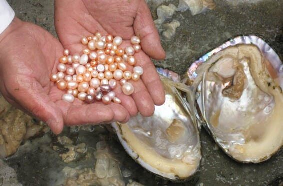 How pearls are formed in oysters