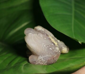 Natural Agate Feng Shui Good Luck Wealthy Frog  CPT0011
