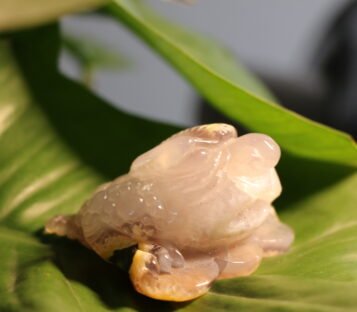 Natural Agate Feng Shui Good Luck Wealthy Frog With Crystal Cave CPT0001