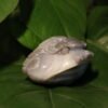Natural Agate Feng Shui Good Luck Wealthy Frog With Crystal Cave CPT0002