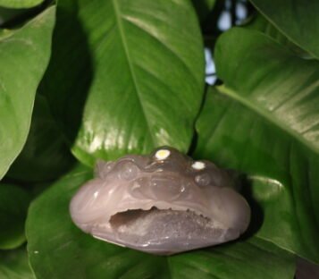 Natural Agate Feng Shui Good Luck Wealthy Frog With Crystal Cave  CPT0004