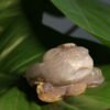 Natural Agate Feng Shui Good Luck Wealthy Frog With Crystal Cave CPT0012