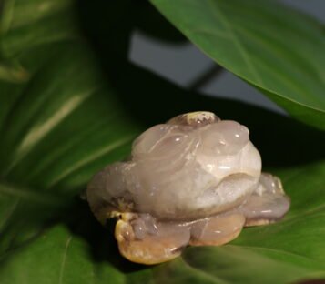 Natural Agate Feng Shui Good Luck Wealthy Frog With Crystal Cave  CPT0012