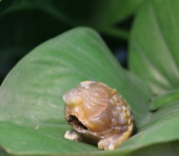 Natural Agate Feng Shui Good Luck Wealthy Frog With Crystal Cave  CPT0016