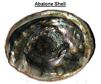 Ancient Decorations: Shells and Sea Shells Ancient Decorations: Shells and Sea Shells