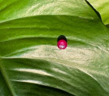 Unheat Pigeon Blood Star Ruby From Vietnam 100% Natural S3
