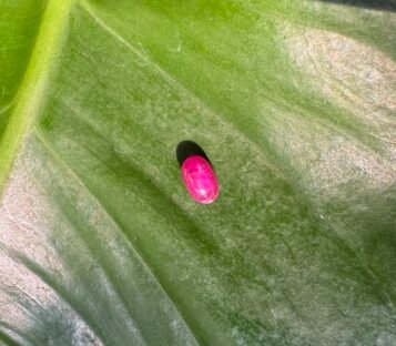 Pigeon Blood Star Ruby 15 scaled