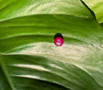 Pigeon Blood Star Ruby 2 scaled