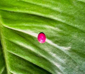 Unheat Pigeon Blood Star Ruby From Vietnam 100% Natural S6