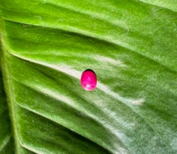 Pigeon Blood Star Ruby 8 scaled