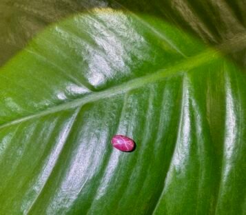 Ruby Cabochon S10 3 scaled