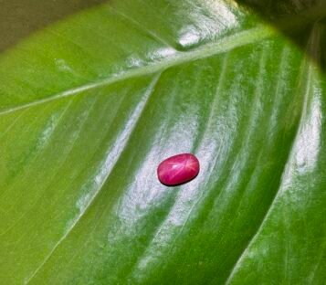 Unheat Star Ruby From Vietnam 100% Natural S12