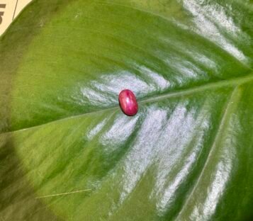 Ruby Cabochon S8 2 scaled