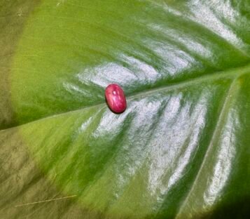 Unheat Pigeon Blood Star Ruby From Vietnam 100% Natural S8