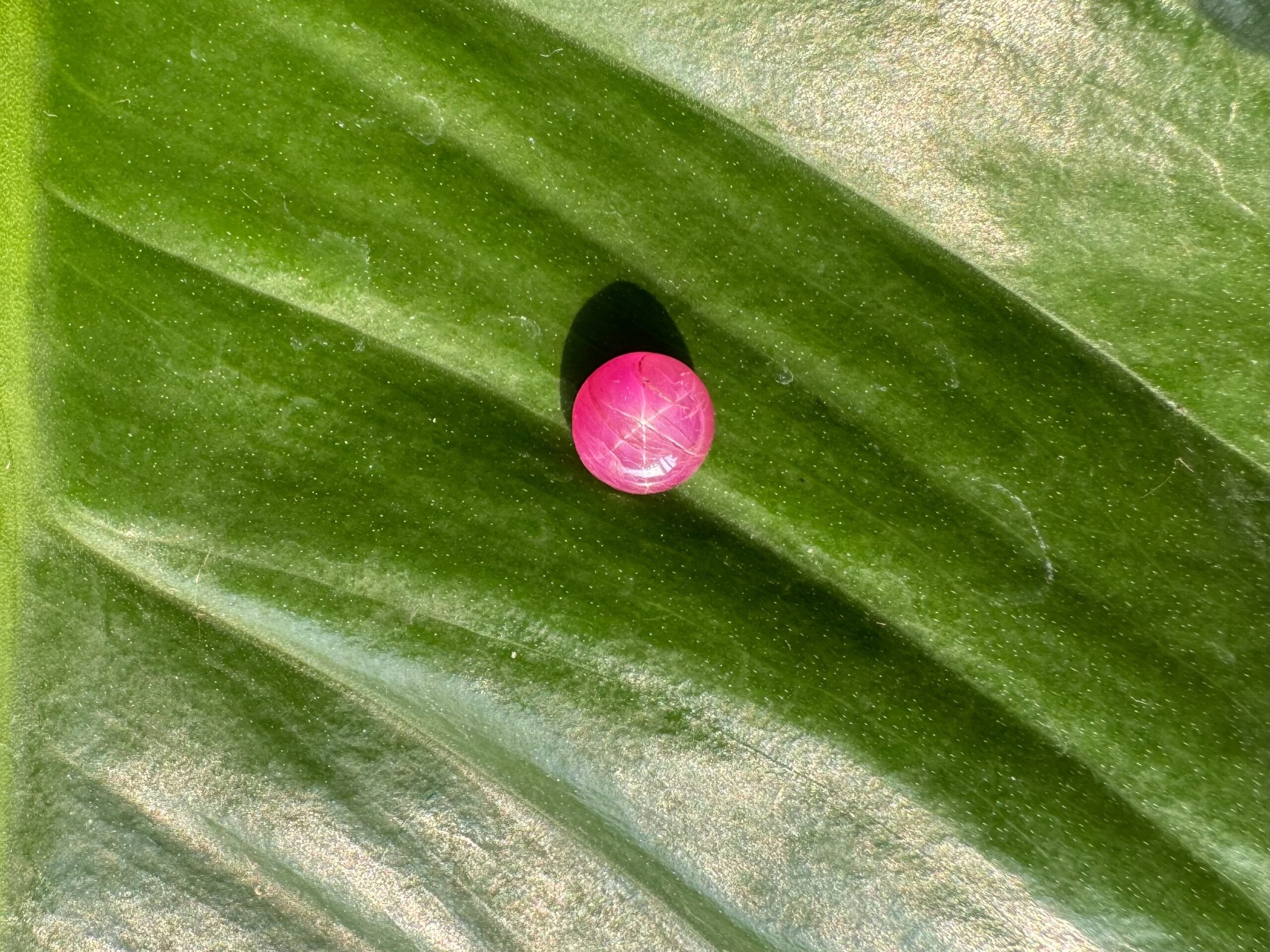 Unheat Star Ruby From Vietnam 100% Natural S11 12 Star Ruby 21 scaled