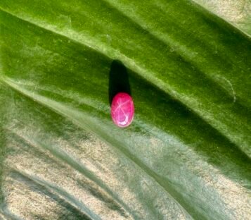 Unheat Pigeon Blood Star Ruby From Vietnam 100% Natural S10
