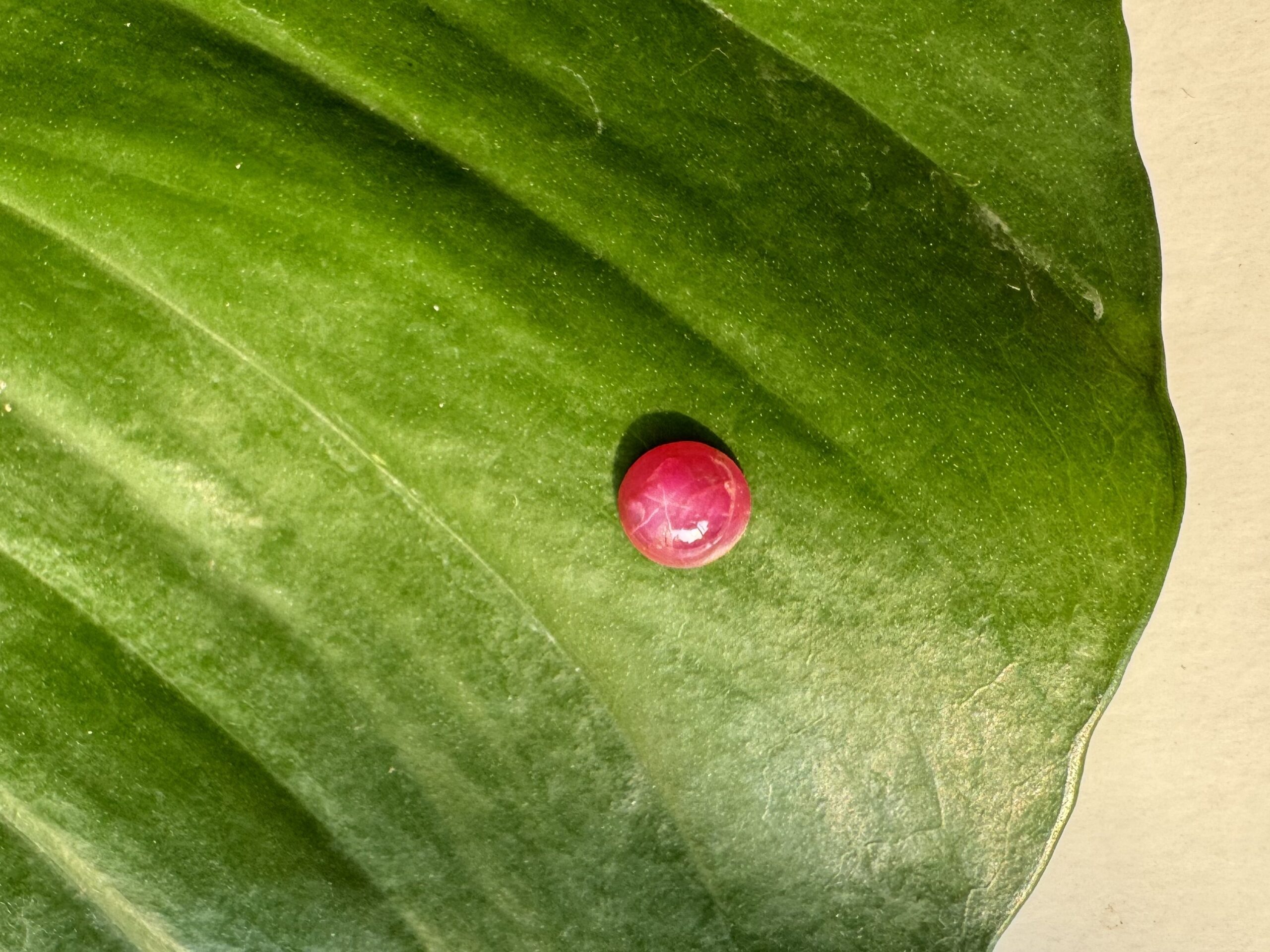 Unheat Pigeon Blood Star Ruby From Vietnam 100% Natural S9 13 Star Ruby 29 scaled