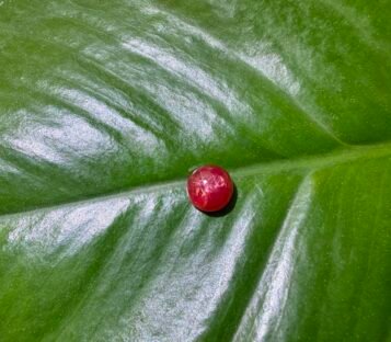 Unheat Pigeon Blood Star Ruby From Vietnam 100% Natural S5